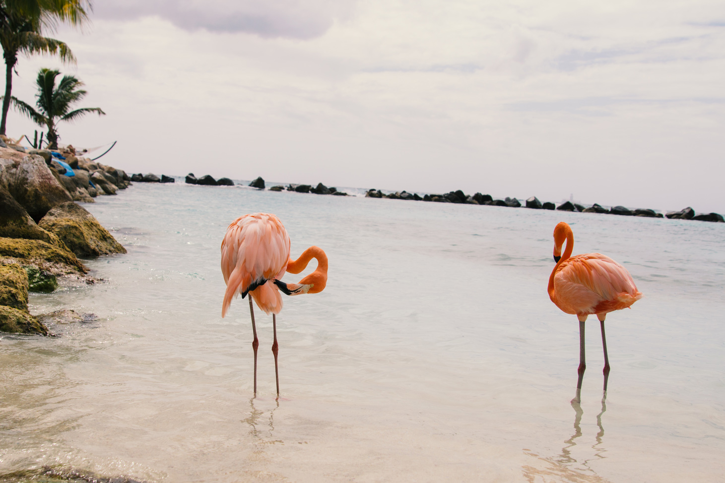 Flamingo Beach, Aruba 