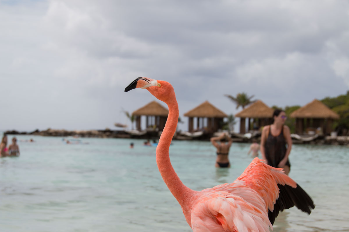 Flamingo at Renaissance Island